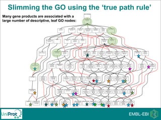 Slimming the GO using the ‘true path rule’
Many gene products are associated with a
large number of descriptive, leaf GO nodes:
 