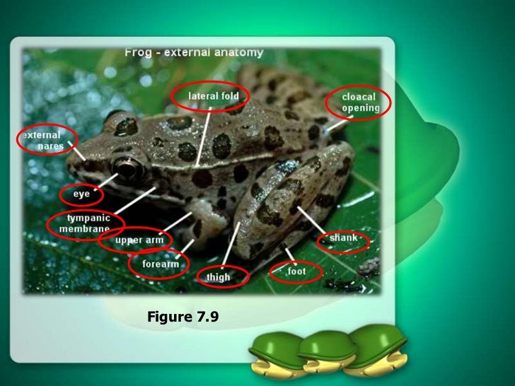 The general body plans of animals. biology