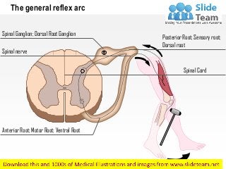 The general reflex arc
Spinal nerve
Spinal Ganglion; Dorsal Root Ganglion
Posterior Root; Sensory root;
Dorsal root
Spinal Cord
Anterior Root; Motor Root; Ventral Root
 