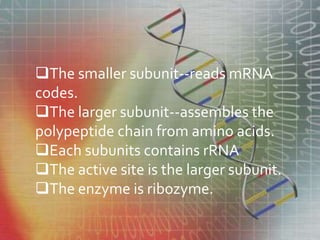The smaller subunit--reads mRNA
codes.
The larger subunit--assembles the
polypeptide chain from amino acids.
Each subunits contains rRNA
The active site is the larger subunit.
The enzyme is ribozyme.
 