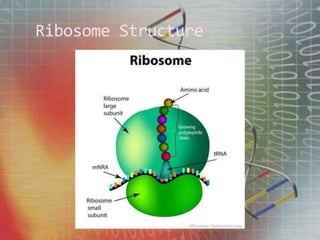Ribosome Structure
 