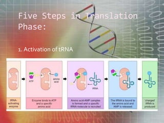 Five Steps in Translation
Phase:
1. Activation of tRNA
 