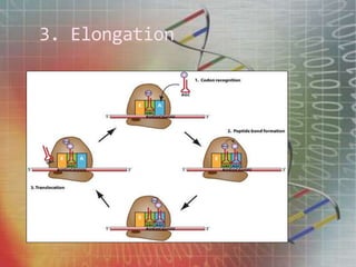 3. Elongation
 