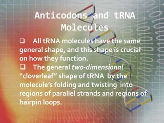 Anticodons and tRNA
Molecules
 All tRNA molecules have the same
general shape, and this shape is crucial
on how they function.
 The general two-dimensional
“cloverleaf” shape of tRNA by the
molecule’s folding and twisting into
regions of parallel strands and regions of
hairpin loops.
 