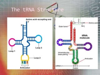 The tRNA Structure
 
