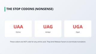 Stop Code Uaa Comprehensive Exploration of the Genetic Code and Its Biological ...