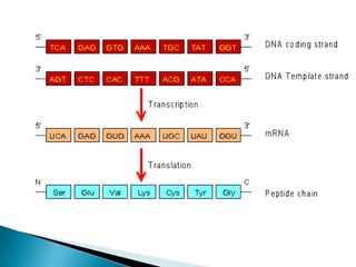 The Genetic Code | PPTX
