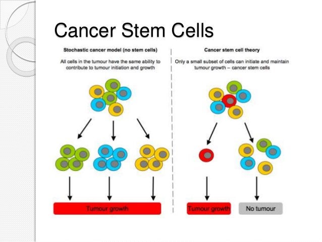 The Genetics of Cancer | PPT