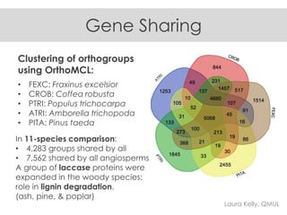 Gene Sharing
Clustering of orthogroups
using OrthoMCL:
• FEXC: Fraxinus excelsior
• CROB: Coffea robusta
• PTRI: Populus trichocarpa
• ATRI: Amborella trichopoda
• PITA: Pinus taeda
In 11-species comparison:
• 4,283 groups shared by all
• 7,562 shared by all angiosperms
A group of laccase proteins were
expanded in the woody species:
role in lignin degradation.
(ash, pine, & poplar)
Laura Kelly, QMUL
 
