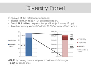 Diversity Panel
In 355 Mb of the reference sequence:
• Reads from 37 trees, ~10x coverage each.
• Total: 28.7 million poly...