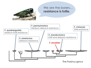 We are the borers…
resistance is futile.
F. excelsior
F. chinensis
EAB resistance
F. mandschurica
EAB and dieback resistan...