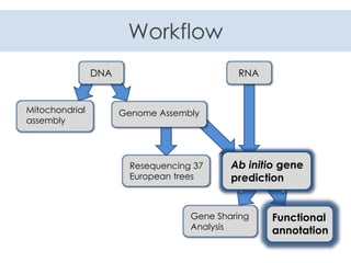 Workflow
DNA RNA
Genome AssemblyMitochondrial
assembly
Ab initio gene
prediction
Functional
annotation
Gene Sharing
Analysis
Resequencing 37
European trees
 