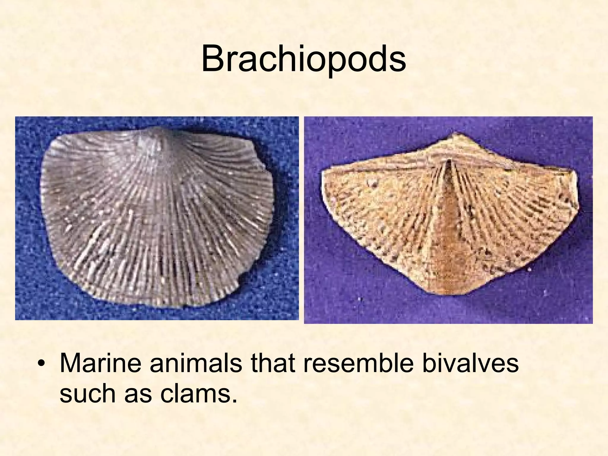 Brachiopods




• Marine animals that resemble bivalves
  such as clams.
 
