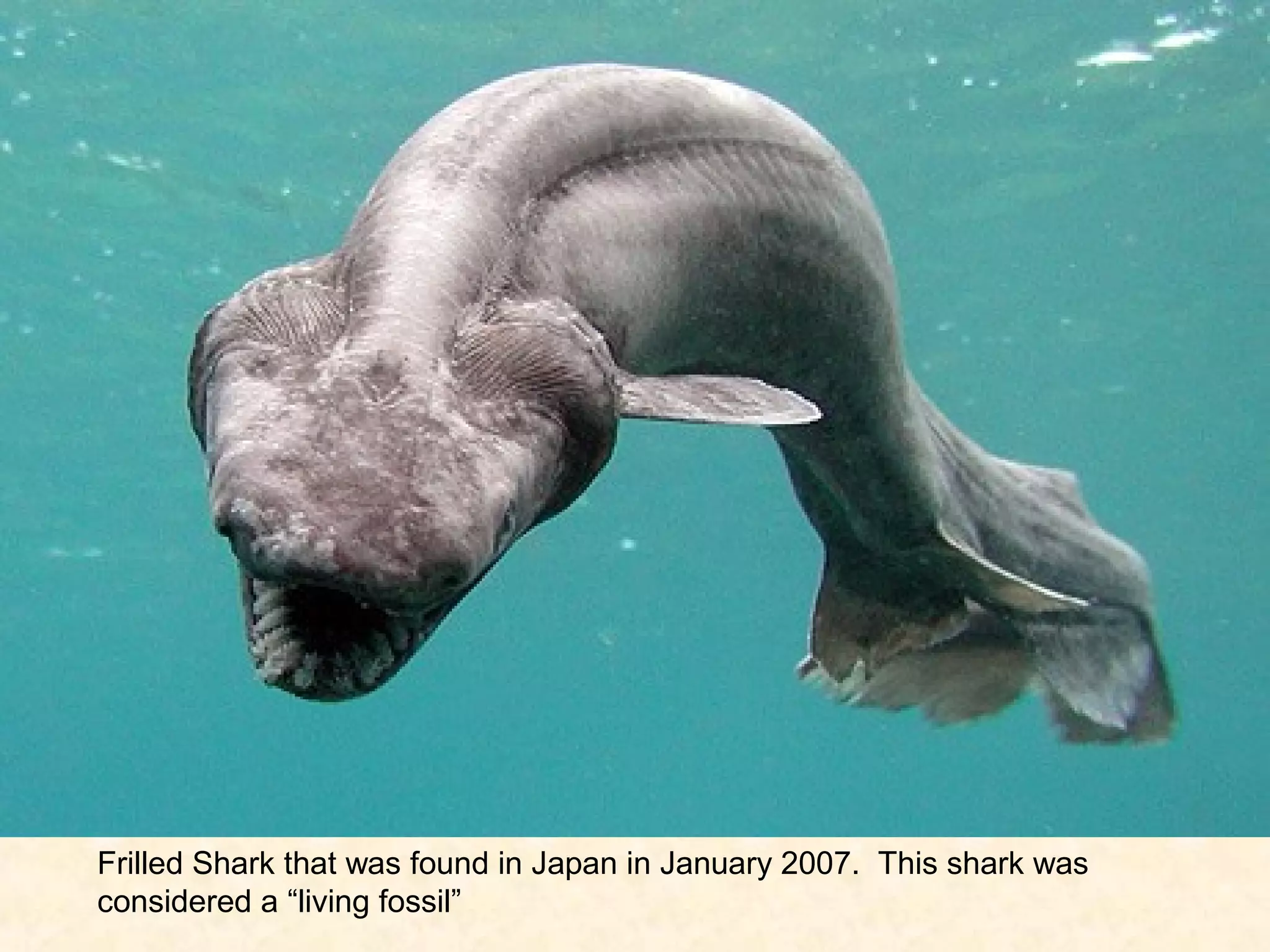 Frilled Shark that was found in Japan in January 2007. This shark was
considered a “living fossil”
 
