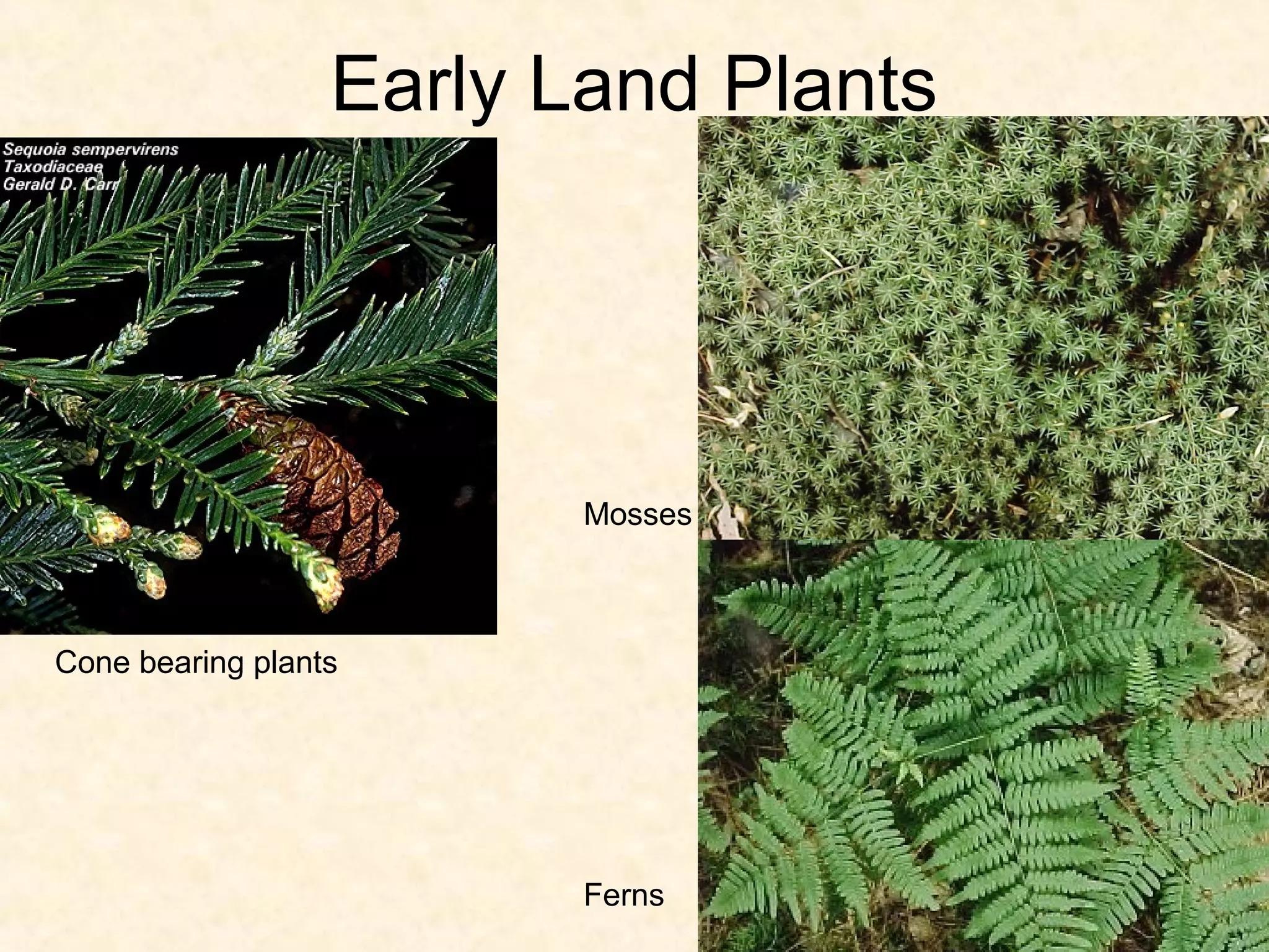 Early Land Plants




                         Mosses



Cone bearing plants




                         Ferns
 
