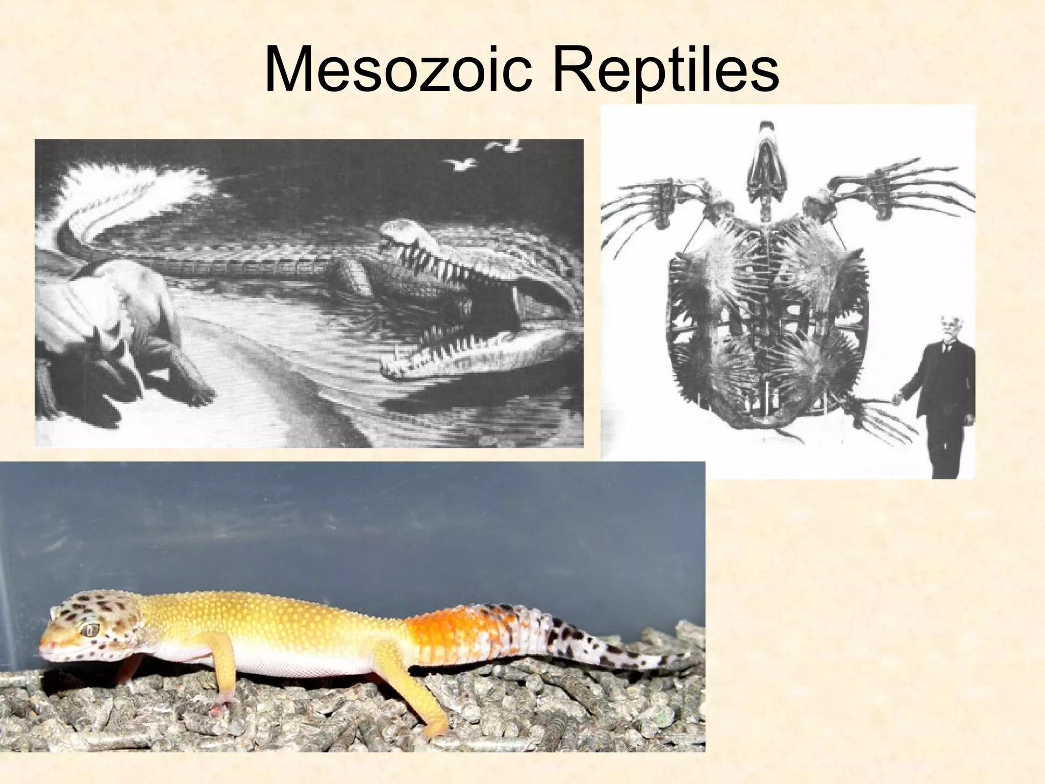 Mesozoic Reptiles
 