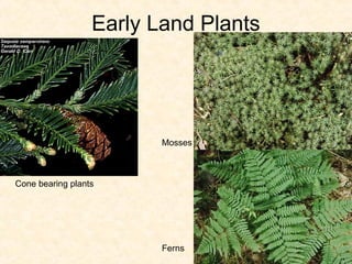 Early Land Plants




                         Mosses



Cone bearing plants




                         Ferns
 