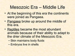 Mesozoic Era – Middle Life
• At the beginning of this era the continents
  were joined as Pangaea.
• Pangaea broke up around the middle of
  this era.
• Reptiles became the most abundant
  animals because of their ability to adapt to
  the drier climate of the Mesozoic Era.
  – Skin maintains body fluids
  – Embryos live in shells
 