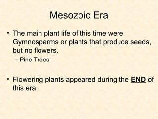 Mesozoic Era
• The main plant life of this time were
  Gymnosperms or plants that produce seeds,
  but no flowers.
  – Pine Trees


• Flowering plants appeared during the END of
  this era.
 