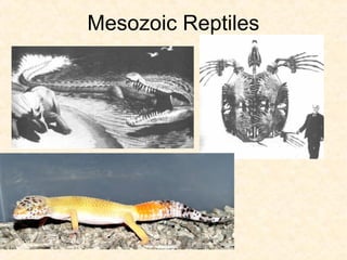 Mesozoic Reptiles
 
