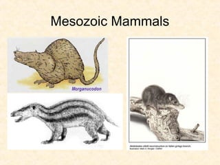 Mesozoic Mammals
 