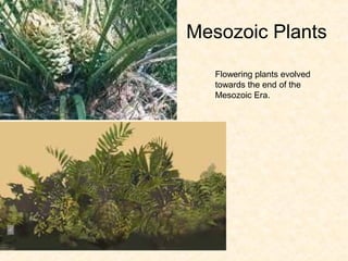 Mesozoic Plants

   Flowering plants evolved
   towards the end of the
   Mesozoic Era.
 