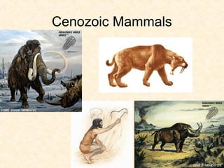 Cenozoic Mammals
 