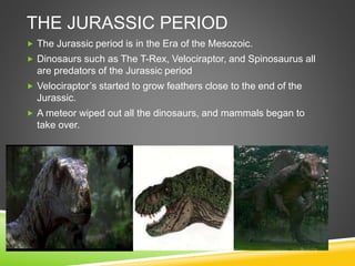THE JURASSIC PERIOD
 The Jurassic period is in the Era of the Mesozoic.
 Dinosaurs such as The T-Rex, Velociraptor, and Spinosaurus all
are predators of the Jurassic period
 Velociraptor’s started to grow feathers close to the end of the
Jurassic.
 A meteor wiped out all the dinosaurs, and mammals began to
take over.
 