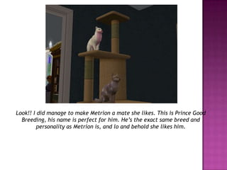 Look!! I did manage to make Metrion a mate she likes. This is Prince Good Breeding, his name is perfect for him. He’s the exact same breed and personality as Metrion is, and lo and behold she likes him.