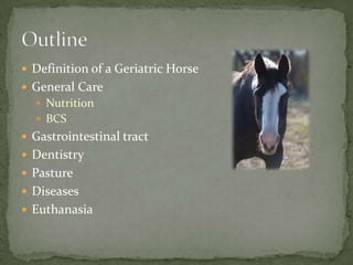 The Geriatric Horse