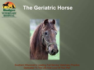 The Geriatric Horse




Southern Wisconsin’s Leading Full Service Veterinary Practice
        Dedicated To The Life And Love Of Your Pet!
 