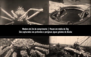 Medem até 2m de comprimento | Pesam em média de 2kg
São capturados nas profundas e perigosas águas geladas do Alaska
 