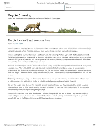 7/27/2016 The giant ancient forest you cannot see | Coyote Crossing
http://coyot.es/crossing/2016/07/24/the­giant­ancient­forest­you­cannot­see/ 1/7
Menu Search
Coyote Crossing
Writing and photography from the Mojave and Sonoran deserts by Chris Clarke

The giant ancient forest you cannot see
Posted by Chris Clarke
Imagine we found a country the size of France covered in ancient forest, where trees a century old were mere saplings
just getting started, where the oldest sprouted when near­mythical monsters roamed the landscape.
Imagine visiting this country, standing in a particular spot and watching. Perhaps you’ve left the house on an errand.
Perhaps you just went out to get some air. And you walk a half a block from the place you’re staying, caught up in one
important thought or another, and you suddenly realize that within 60 feet of you are three trees more than a thousand
years old. You turn your head and there are two more.
You start to see the open, park­like forest with new eyes, really seeing the unimaginable ancientness of it. Everywhere
you look: trees 700, 1,000, 3,000 years old. You rack your brain for half­remembered scraps of human history.
Charlemagne was emperor when that tree sprouted, and that one a dozen paces east was probably sending out leaves
when the Magna Carta was written. Every now and then you see a tree that could have sheltered Nefertiti, had she the
airfare.
And imagine that as you really see the trees for the first time, you remember hearing about a hundred different plans
to cut them down. It’s not that their timber is valuable, or that people need centuries­old firewood.
It’s just that people have deemed this incredibly ancient forest worthless, and they’ve decided the land it occupies
could be better used for other things. And so they plan to bulldoze it, stack the trees in debris piles to rot, and build
their more important parking lots and garbage dumps.
This country, this forest: they exist. I live there. The trees rarely exceed ten feet in height. They are well known to
science: Mojave yucca, diamond and buckhorn cholla, Mormon tea, but mostly, and almost everywhere you look
below 5,000 feet in the Mojave, Sonoran, and Chihuahuan deserts, creosote.
 