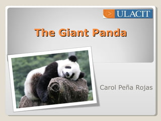 The Giant Panda Carol Peña Rojas 
