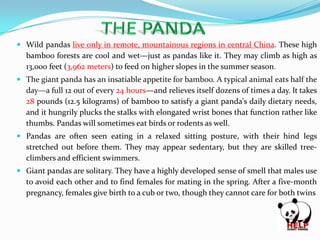  Wild pandas live only in remote, mountainous regions in central China. These high
bamboo forests are cool and wet—just as pandas like it. They may climb as high as
13,000 feet (3,962 meters) to feed on higher slopes in the summer season.
 The giant panda has an insatiable appetite for bamboo. A typical animal eats half the
day—a full 12 out of every 24 hours—and relieves itself dozens of times a day. It takes
28 pounds (12.5 kilograms) of bamboo to satisfy a giant panda's daily dietary needs,
and it hungrily plucks the stalks with elongated wrist bones that function rather like
thumbs. Pandas will sometimes eat birds or rodents as well.

 Pandas are often seen eating in a relaxed sitting posture, with their hind legs
stretched out before them. They may appear sedentary, but they are skilled treeclimbers and efficient swimmers.
 Giant pandas are solitary. They have a highly developed sense of smell that males use
to avoid each other and to find females for mating in the spring. After a five-month

pregnancy, females give birth to a cub or two, though they cannot care for both twins

 