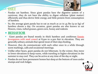 • DIET
• Pandas eat bamboo. Since giant pandas have the digestive system of a

carnivore, they do not have the ability to digest cellulose (plant matter)
efficiently and thus derive little energy and little protein from consumption
of bamboo.
• So, the average giant panda has to eat as much as 20 to 45 lbs (9-20 kg) of
bamboo shoots a day. On occasion, giant pandas are also known to eat
flowers, vines, tufted grasses, green corn, honey and rodents

 BEHAVIOR


Giant pandas are found mostly in thick bamboo and coniferous forests
(evergreens with seed cones) at 8,500 to 11,500 feet in elevation. They are
generally solitary animals that spend most of their days feeding.
 However, they do communicate with each other once in a while through
scent markings, calls and occasional meetings.
 Unlike other bears, giant pandas do not hibernate. In the winter, they move
to lower elevations to keep warm, while traveling to higher elevations in the
summer to stay cool. They can be active at any time of the day or night.
 Pandas do not have permanent homes but sleep at the bottom of trees under
stumps and rock ledges.

 