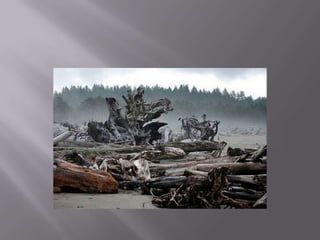 The giant trees on the shore