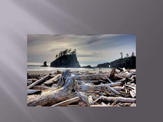The giant trees on the shore