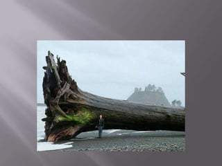 The giant trees on the shore