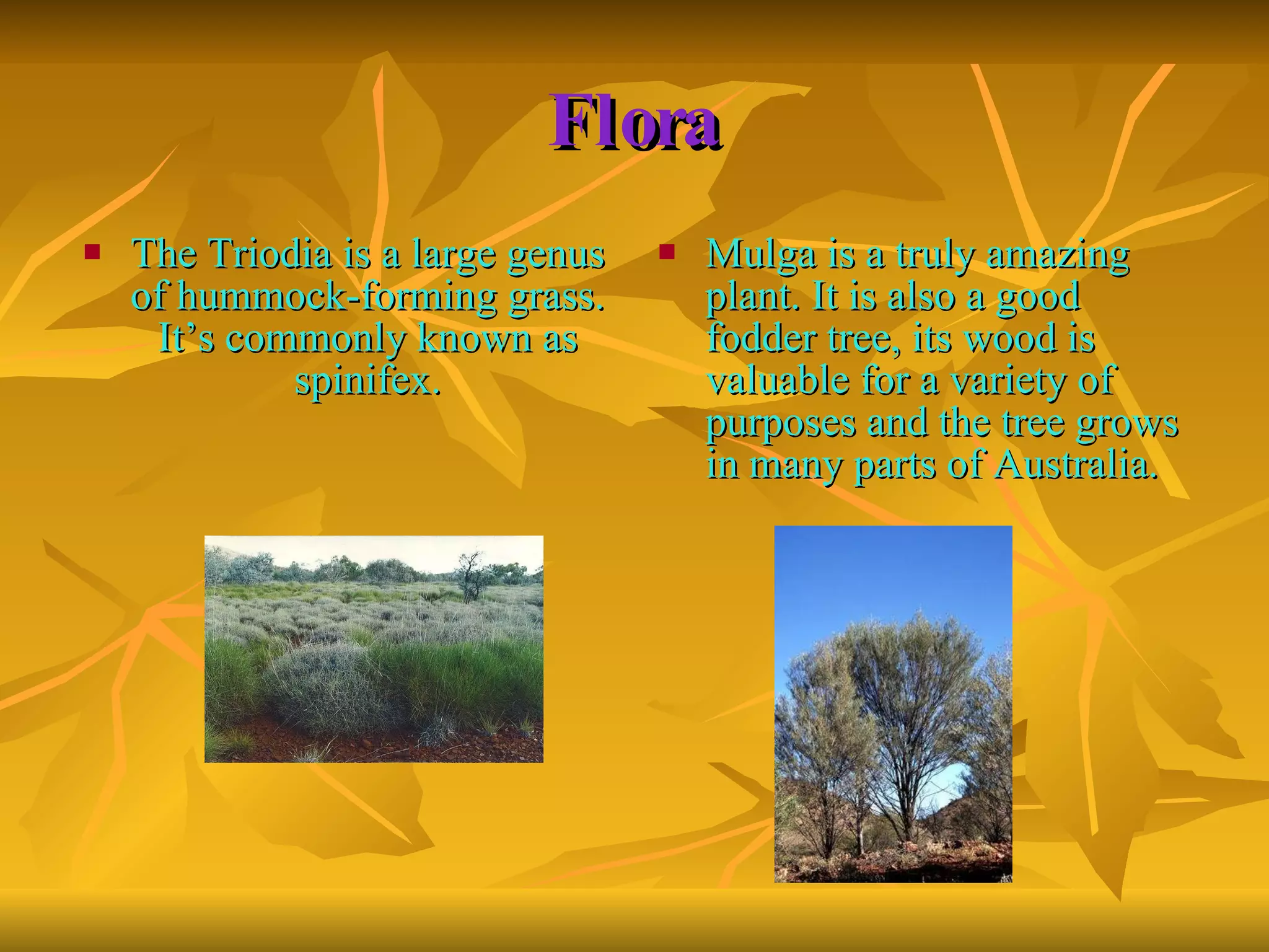 Flora The Triodia is a large genus of hummock-forming grass. It’s commonly known as spinifex. Mulga is a truly amazing plant. It is also a good fodder tree, its wood is valuable for a variety of purposes and the tree grows in many parts of Australia.  