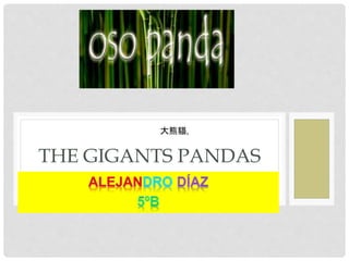 THE GIGANTS PANDAS
大熊貓,
 