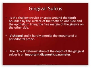 Gingival Sulcus
• Is the shallow crevice or space around the tooth
bounded by the surface of the tooth on one side and
the epithelium lining the free margin of the gingiva on
the other side.
• V shaped and it barely permits the entrance of a
periodontal probe.
• The clinical determination of the depth of the gingival
sulcus is an important diagnostic parameter.
Copyright ©2021 Periowiki.com
 