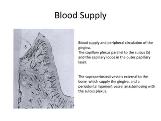 Blood Supply
Blood supply and peripheral circulation of the
gingiva.
The capillary plexus parallel to the sulcus (S)
and the capillary loops in the outer papillary
layer.
The supraperiosteal vessels external to the
bone which supply the gingiva, and a
periodontal ligament vessel anastomosing with
the sulcus plexus.
 