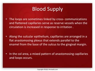 Blood Supply
• The loops are sometimes linked by cross- communications
and flattened capillaries serve as reserve vessels when the
circulation is increased in response to irritation .
• Along the sulcular epithelium, capillaries are arranged in a
flat anastomosing plexus that extends parallel to the
enamel from the base of the sulcus to the gingival margin.
• In the col area, a mixed pattern of anastomosing capillaries
and loops occurs.
Copyright ©2021 Periowiki.com
 