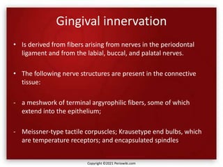 Gingival innervation
• Is derived from fibers arising from nerves in the periodontal
ligament and from the labial, buccal, and palatal nerves.
• The following nerve structures are present in the connective
tissue:
- a meshwork of terminal argyrophilic fibers, some of which
extend into the epithelium;
- Meissner-type tactile corpuscles; Krausetype end bulbs, which
are temperature receptors; and encapsulated spindles.
Copyright ©2021 Periowiki.com
 