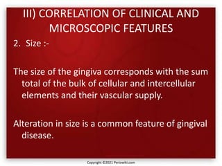 III) CORRELATION OF CLINICAL AND
MICROSCOPIC FEATURES
2. Size :-
The size of the gingiva corresponds with the sum
total of the bulk of cellular and intercellular
elements and their vascular supply.
Alteration in size is a common feature of gingival
disease.
Copyright ©2021 Periowiki.com
 