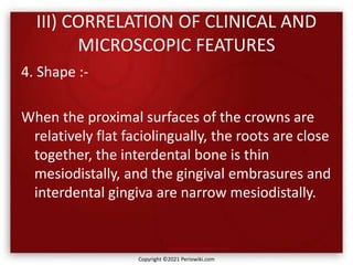 III) CORRELATION OF CLINICAL AND
MICROSCOPIC FEATURES
4. Shape :-
When the proximal surfaces of the crowns are
relatively flat faciolingually, the roots are close
together, the interdental bone is thin
mesiodistally, and the gingival embrasures and
interdental gingiva are narrow mesiodistally.
Copyright ©2021 Periowiki.com
 