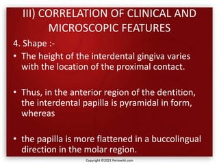 III) CORRELATION OF CLINICAL AND
MICROSCOPIC FEATURES
4. Shape :-
• The height of the interdental gingiva varies
with the location of the proximal contact.
• Thus, in the anterior region of the dentition,
the interdental papilla is pyramidal in form,
whereas
• the papilla is more flattened in a buccolingual
direction in the molar region.
Copyright ©2021 Periowiki.com
 