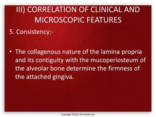 III) CORRELATION OF CLINICAL AND
MICROSCOPIC FEATURES
5. Consistency:-
• The collagenous nature of the lamina propria
and its contiguity with the mucoperiosteum of
the alveolar bone determine the firmness of
the attached gingiva.
Copyright ©2021 Periowiki.com
 