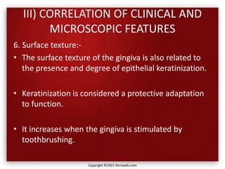 III) CORRELATION OF CLINICAL AND
MICROSCOPIC FEATURES
6. Surface texture:-
• The surface texture of the gingiva is also related to
the presence and degree of epithelial keratinization.
• Keratinization is considered a protective adaptation
to function.
• It increases when the gingiva is stimulated by
toothbrushing.
Copyright ©2021 Periowiki.com
 